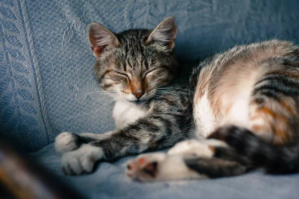 Cute Cat Napping Couch Country — Stock Photo, Image