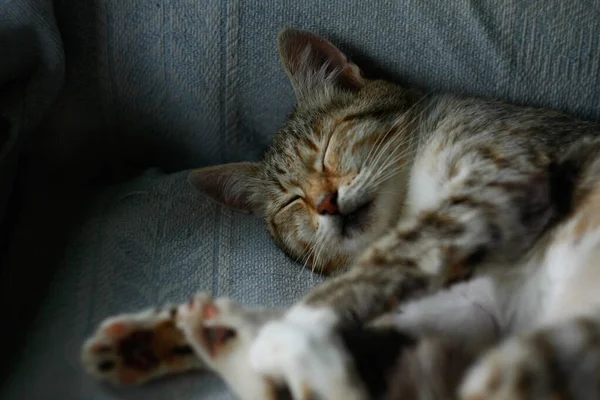 Милая Кошка Дремлет Диване Деревне — стоковое фото