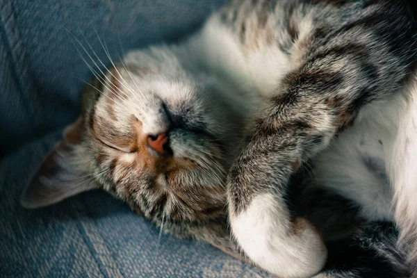 かわいい猫の昼寝でザカウチで国 — ストック写真