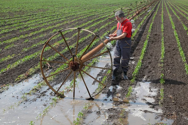 Escena agrícola, agricultor o agrónomo inspeccionar campo de pimentón — Foto de Stock