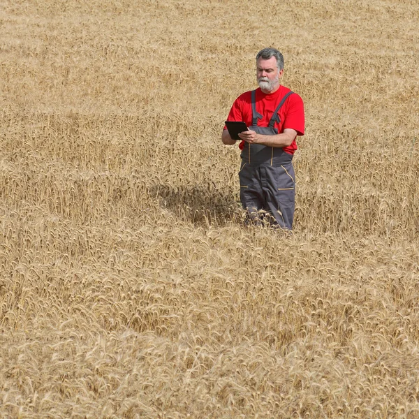 Cena agrícola, agricultor ou agrônomo inspeciona campo de trigo — Fotografia de Stock