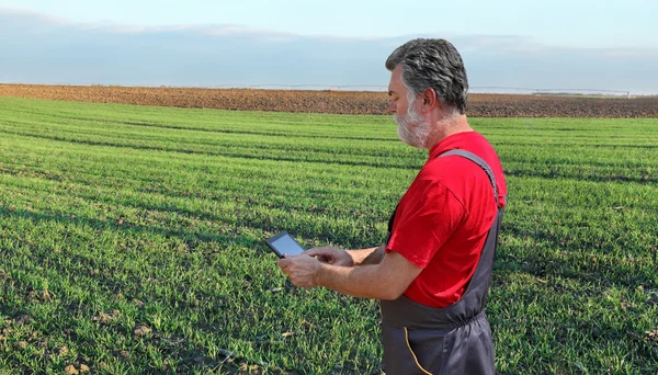 Escena agrícola, agricultor o agrónomo inspeccionar campo de trigo —  Fotos de Stock