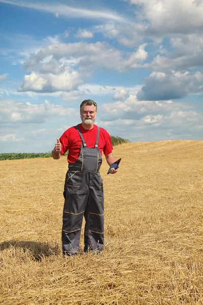 Фермер або агроном перевіряють на пшеничному полі після збору врожаю — стокове фото