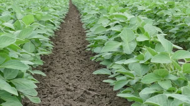 Planta de soja en campo, zoom en metraje — Vídeo de stock