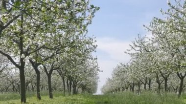 Çiçek açan kiraz meyve ağaçlarında video kaydırma orchard,