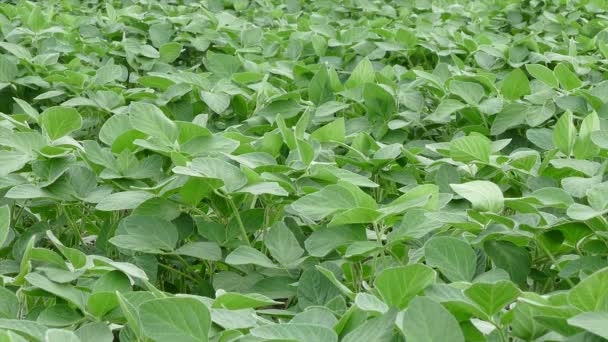 Agricultura, close-up da planta de soja no campo — Vídeo de Stock