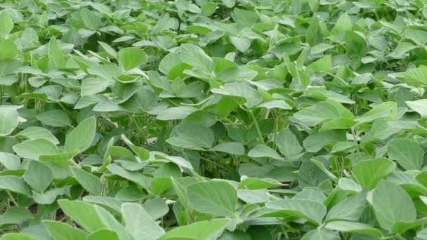 Landwirtschaft, Nahaufnahme von Sojabohnenpflanze auf dem Feld, Schwenk-Video — Stockvideo