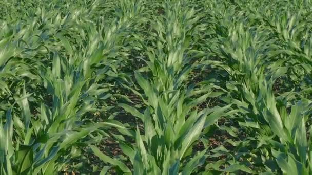 Agriculture, plante de maïs dans le champ zoom arrière vidéo — Video