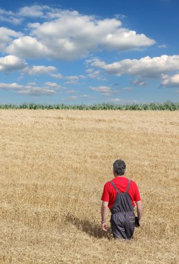 Tarım sahne, çiftçi veya Ziraat Mühendisi incelemek buğday alanı