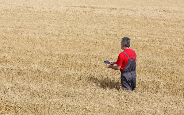 Escena agrícola, agricultor o agrónomo inspeccionar campo de trigo — Foto de Stock