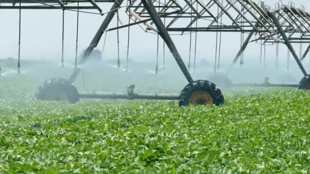 Agriculture, arrosage des champs de soja — Video