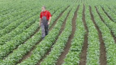 Soya fasulyesi alanına yürüyor çiftçi görüntüleri zoom