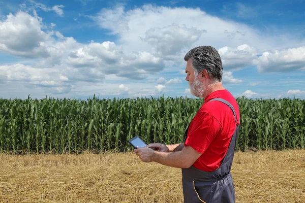 Cena agrícola, agricultor ou agrônomo inspecionar campo de milho — Fotografia de Stock