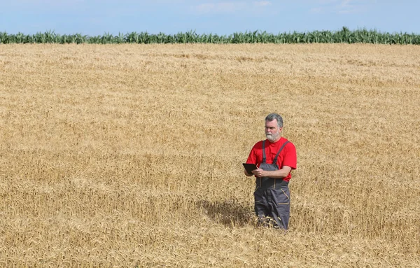 Mezőgazdasági táj, a mezőgazdasági termelő vagy a agronómus megszemlél Búzamező — Zdjęcie stockowe