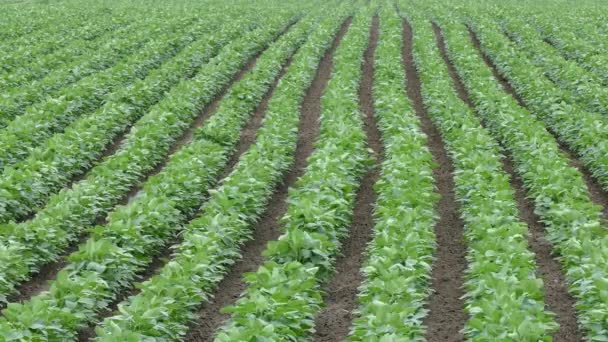 Rangées de plants de soja dans les champs 