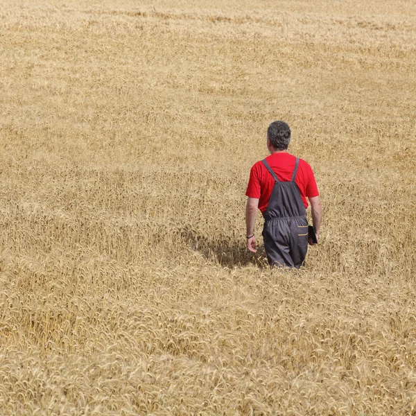 Scène agricole, agriculteur ou agronome inspecter le champ de blé — Photo