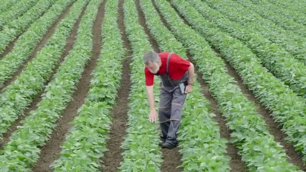 Фермер осматривает соевое поле — стоковое видео