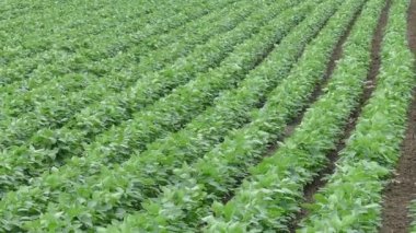 Soya alan, görüntüleri kaydırma dikey