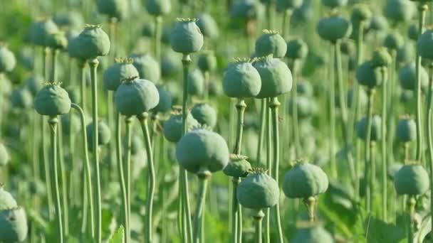 Poppy cocoons plant in field — Stock Video