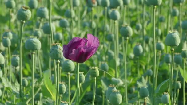 Agricultura, flor de papoula florescendo e casulos no campo — Vídeo de Stock