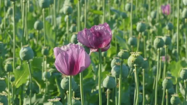 Jordbruk, blommande vallmo blomma och kokonger i fältet — Stockvideo