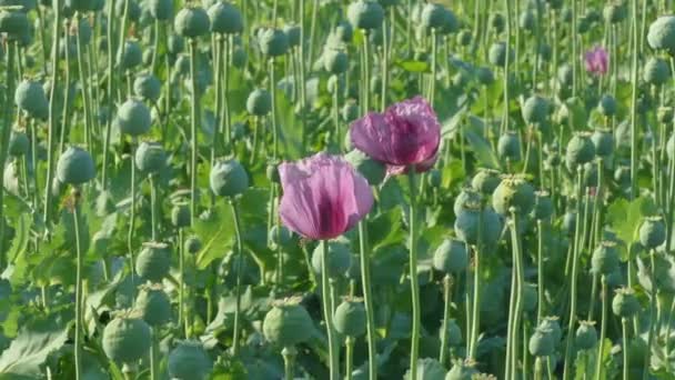 Bloeiende poppy bloem en groene cocons in veld — Stockvideo