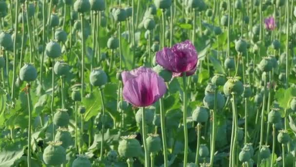 Bloeiende poppy en groene cocons in veld — Stockvideo