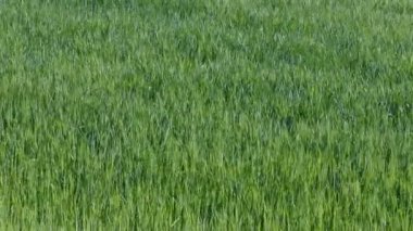 Yeşil buğday bitki alanında