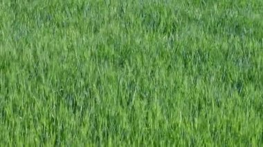 Yeşil buğday bitki alanı, video kaydırma
