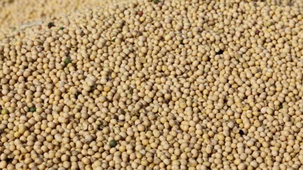 Heap de soja após a colheita, filmagem panning — Vídeo de Stock