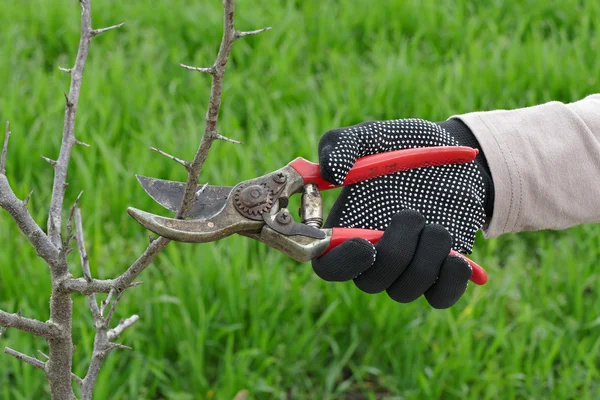 Agriculture, pruning in orchard — Stock Photo, Image