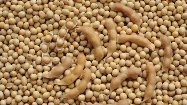 Heap of soy bean after harvest — Stock Video