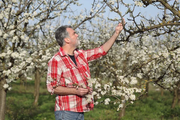 Farmer or agronomist in blossoming plum orchard — Stock Photo, Image