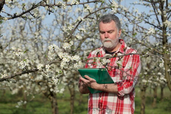 Agricultor ou agrônomo em pomar de ameixa florescente — Fotografia de Stock