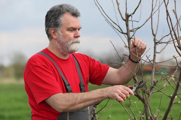 Landwirtschaft, Rückschnitt im Obstgarten — Stockfoto