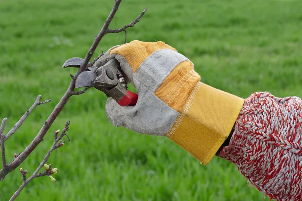 Agriculture, pruning in orchard — Stock Photo, Image