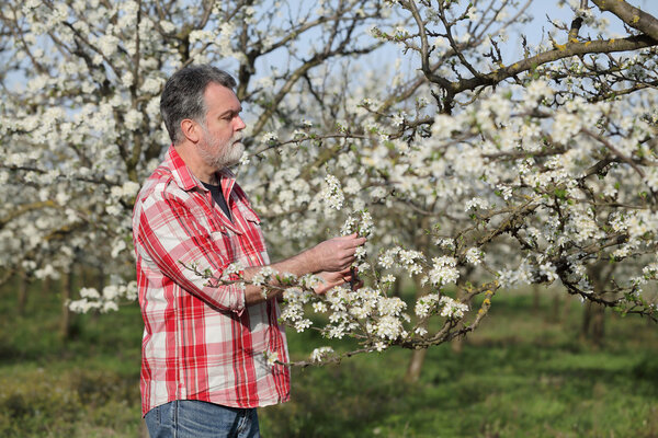 Фермер или агроном в цветущем сливовом саду
