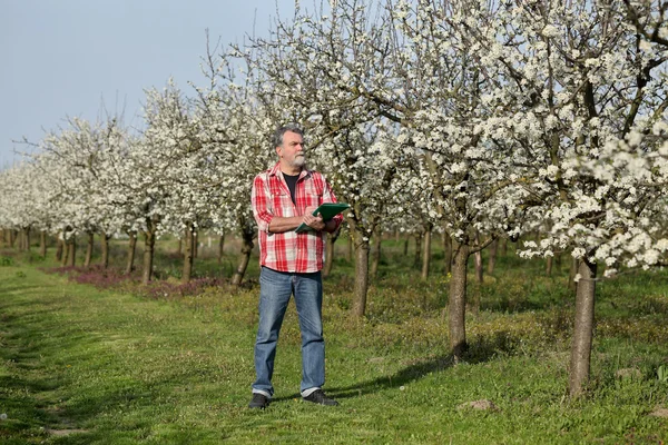 Agricoltore o agronomo in fiore prugneto — Foto Stock