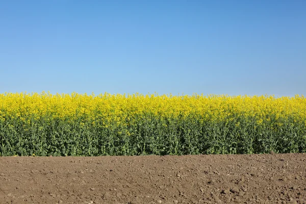 Blooming canola field in spring — Stock Photo, Image