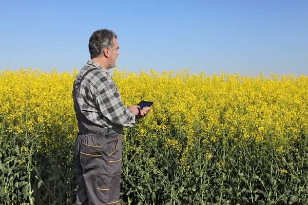 Agricultor ou agrônomo no campo de colza florescente — Fotografia de Stock