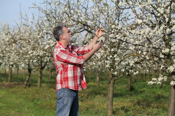 Agricultor o agrónomo en huerto de ciruela en flor — Foto de Stock