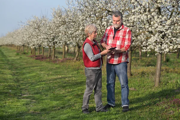 Agricultor e agrônomo em pomar de ameixa florescente — Fotografia de Stock