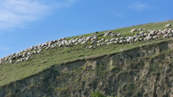 Sheep at berg, Titel Serbia — Stock Video