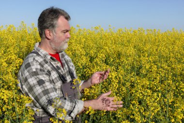Çiçek açması kanola, yağ tohum alan çiftçi