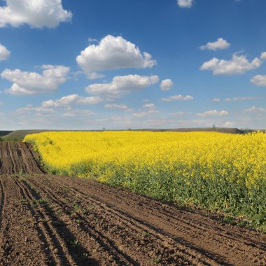 ilkbaharda çiçek açan kanola alan