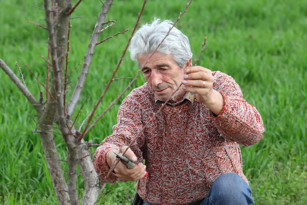 Arbeiter beschneiden Baum im Obstgarten, Landwirtschaft — Stockfoto