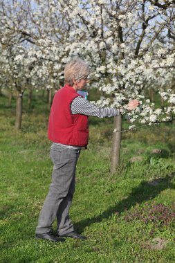 Çiftçi ya da çiçek açması Erik meyve bahçesi içinde Ziraat Mühendisi