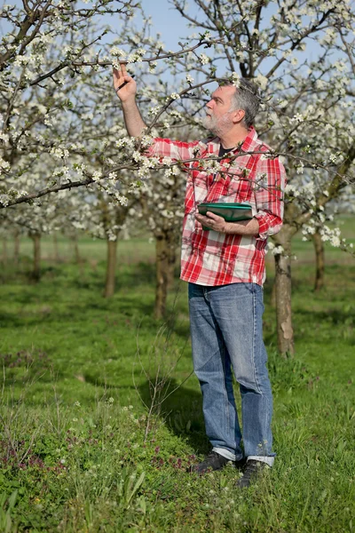 Boer of agronoom in bloeiende pruim boomgaard — Stockfoto