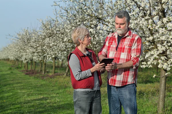 Agricoltore e agronomo nel frutteto di prugne in fiore — Foto Stock