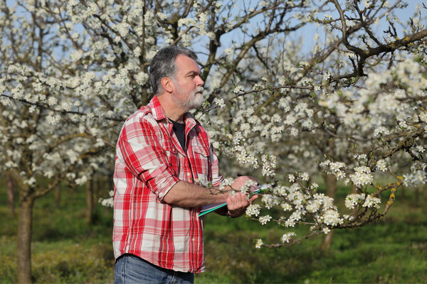 Фермер или агроном в цветущем сливовом саду
